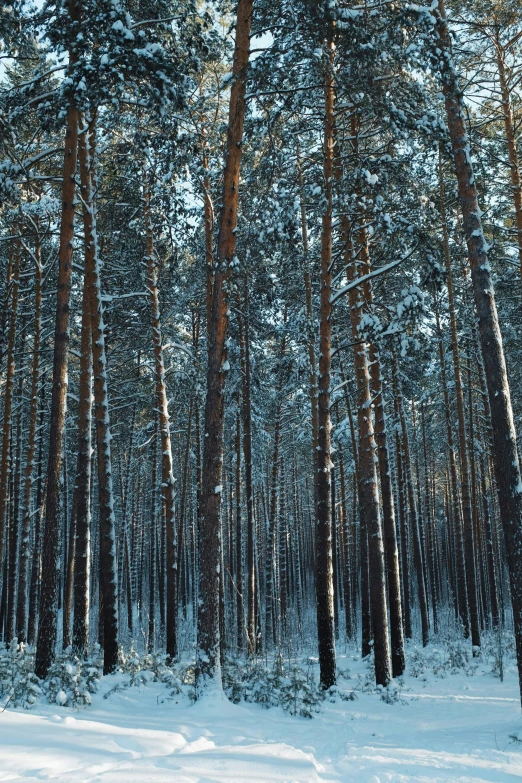 a forest filled with tall trees covered in snow