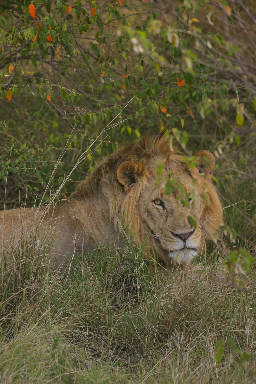 there is a lion sitting among the bushes and leaves