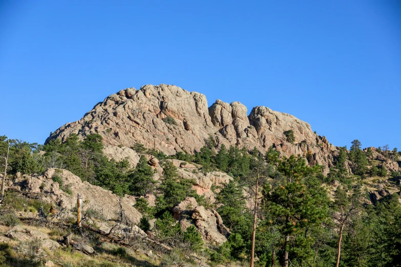 the mountains are filled with very different tree species