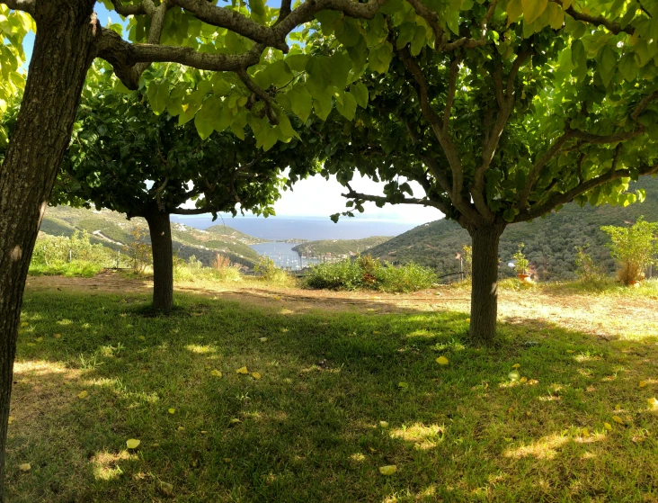 several trees on the ground and hills in the background