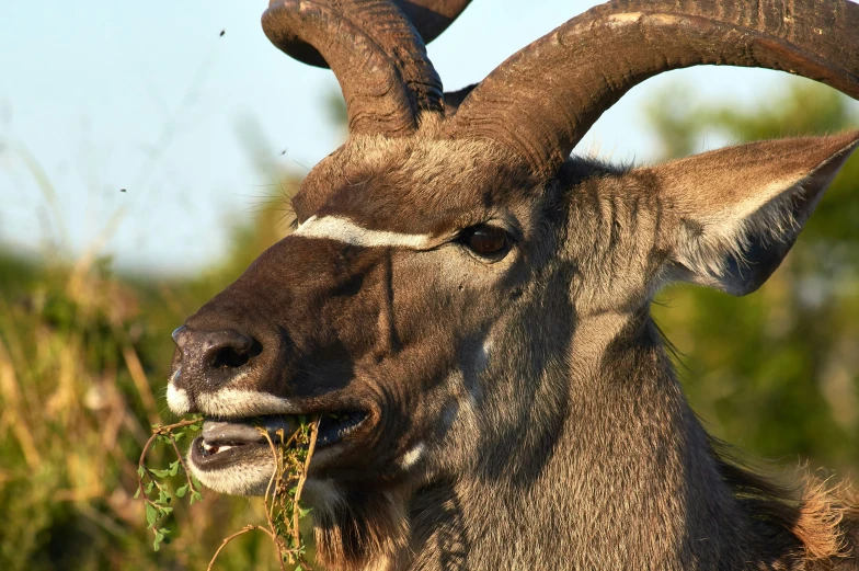 a goat with large horns eating grass in front of a forest