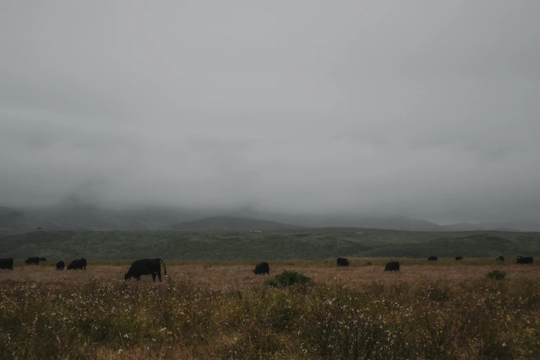 some black cows in a large open field