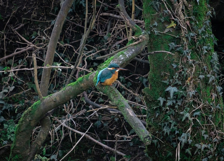 a small blue and orange bird perched on a tree nch