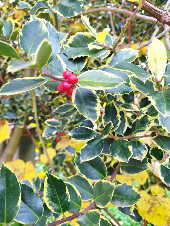 red berry growing in tree outside with green leaves