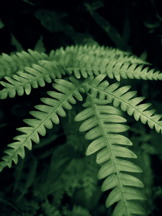 a green fern leaves in a black and white po