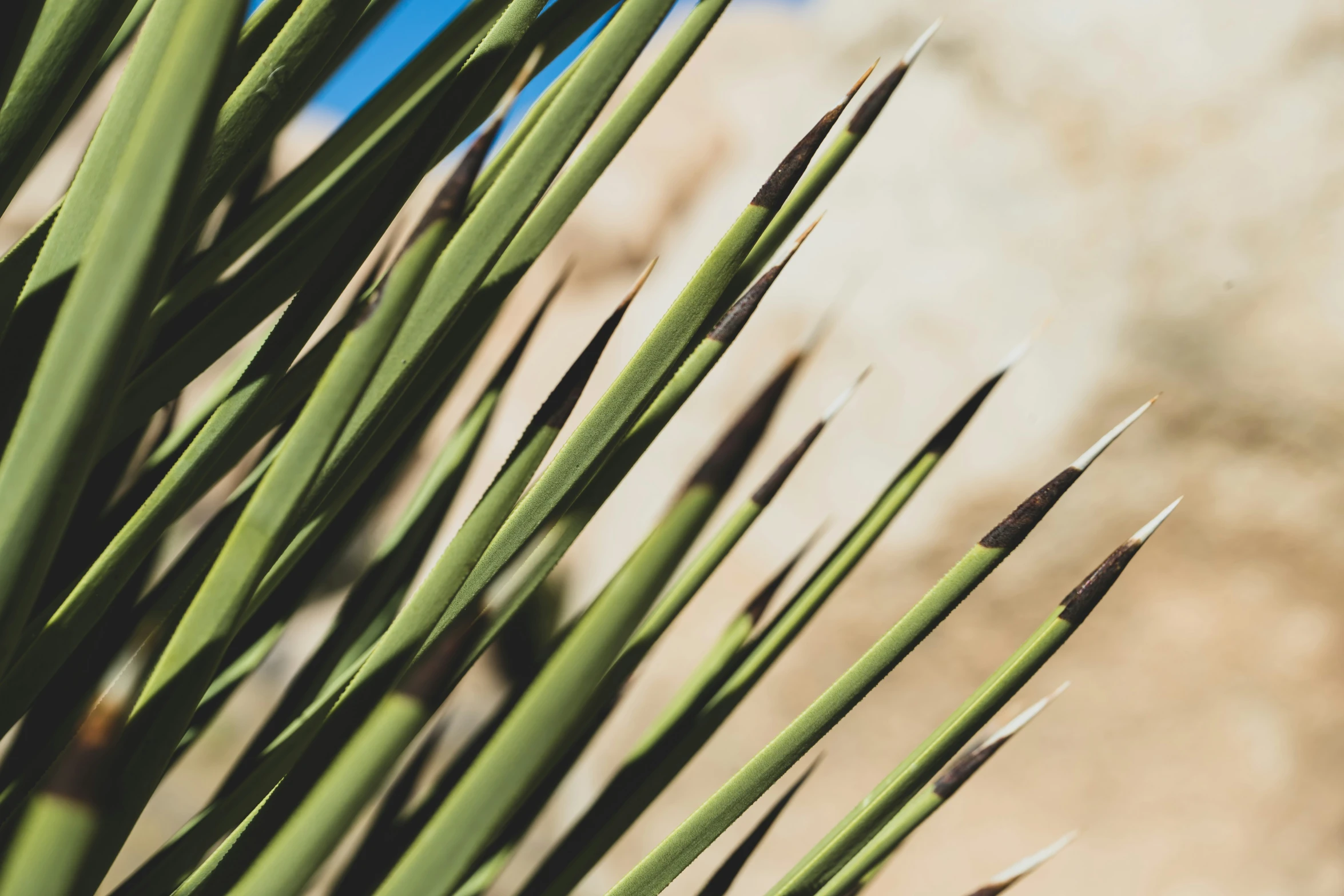 the leaves of a plant with many stems and small leaves