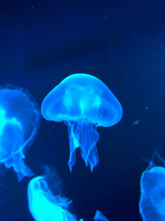 several jellyfish swim together in the dark