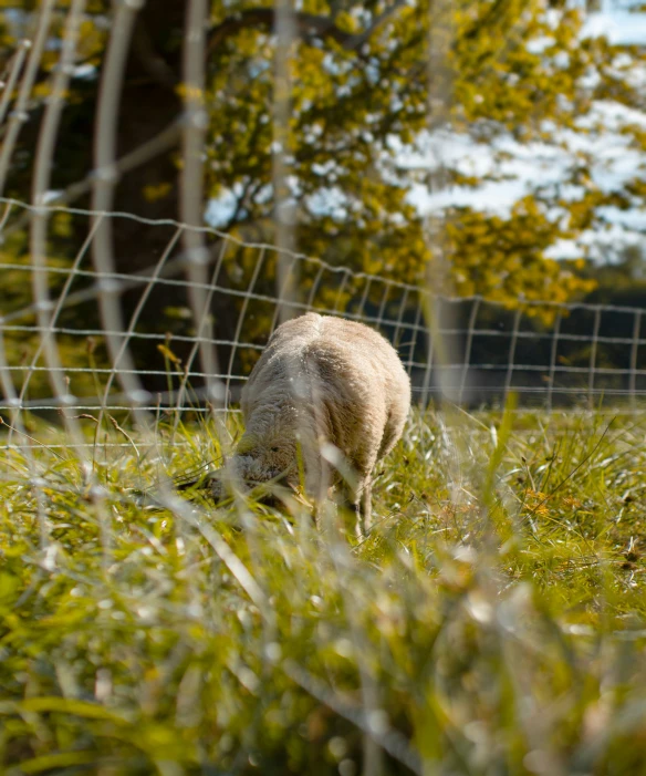 a sheep grazes in the tall grass in an enclosure