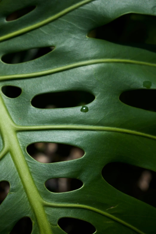 close up view of some sort of plant leaf