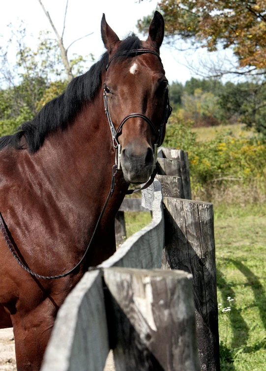 a horse standing next to a wooden fence