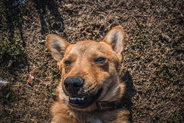 the dog is posing with its tongue out