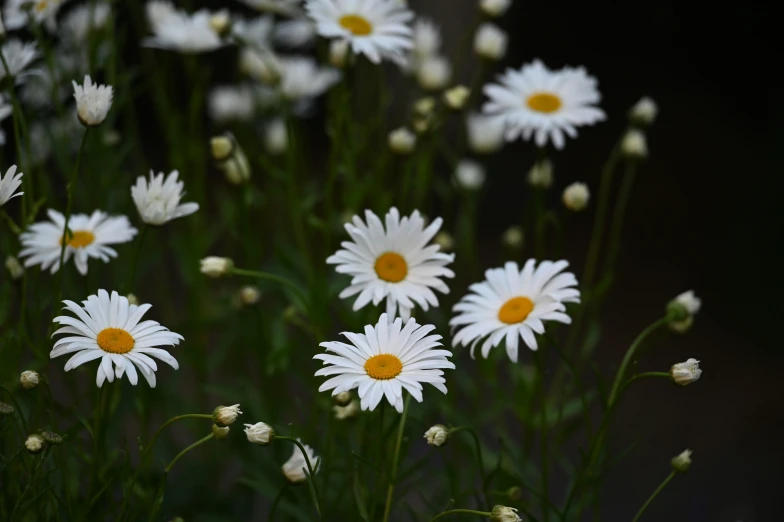 some white flowers that are out in the wild