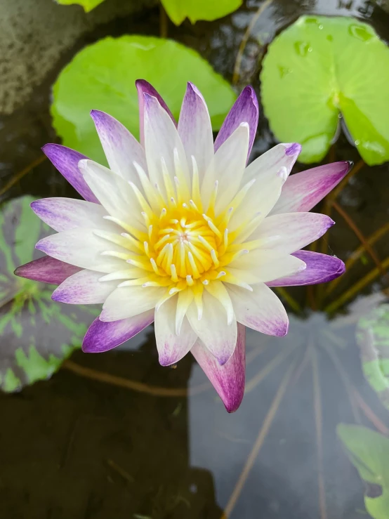 a white and purple flower on the water