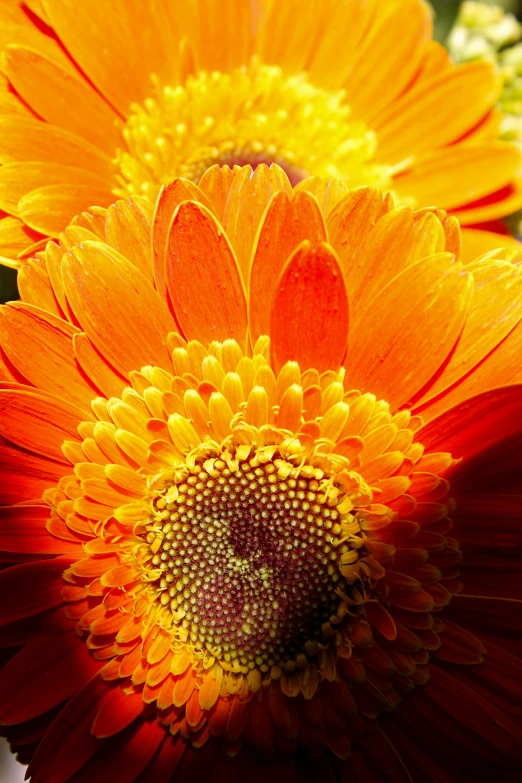 bright orange flower with red center on white background