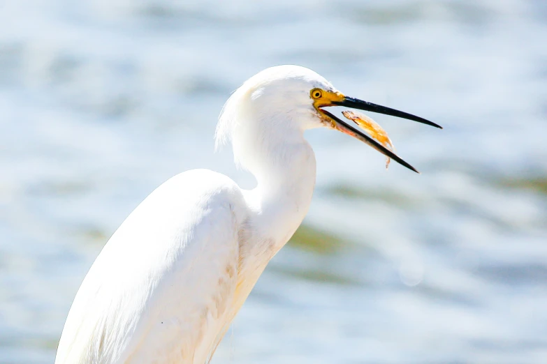 a white bird with a large fish in its mouth