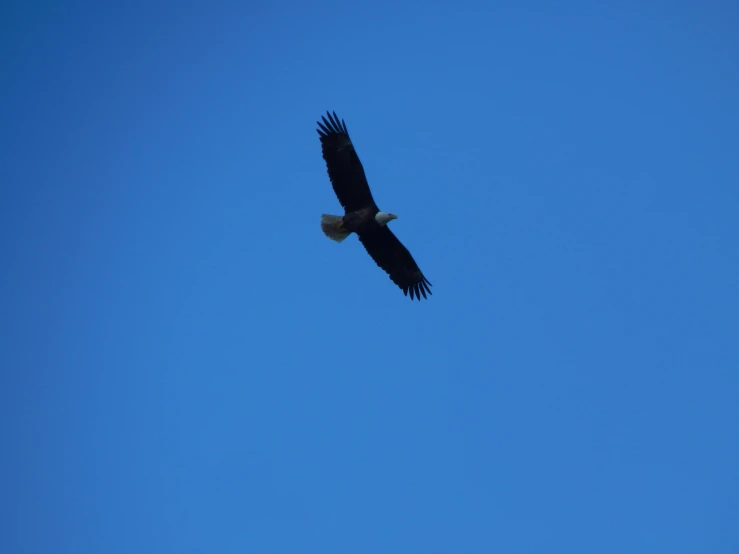 an eagle soaring against the blue sky