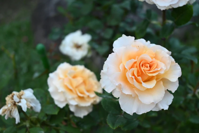 several white and orange flowers in a field