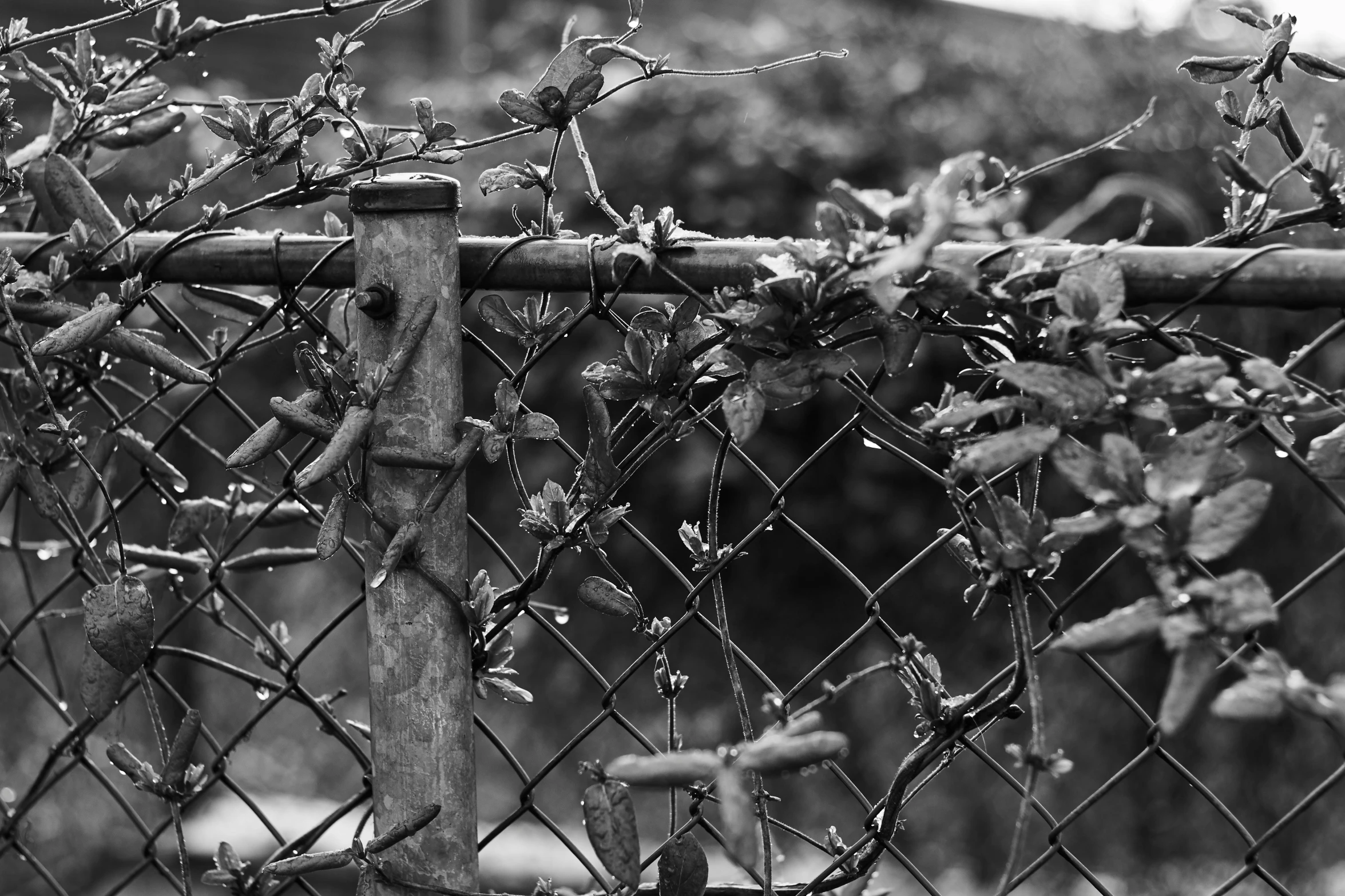 black and white po of tree leaves on fence