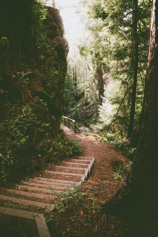 a stairway going through the woods in the sun