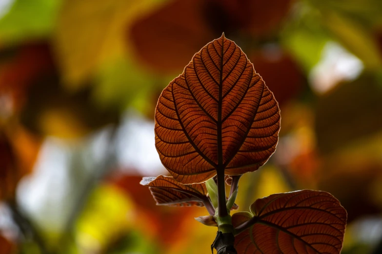 two red leaves resting on a thin twig