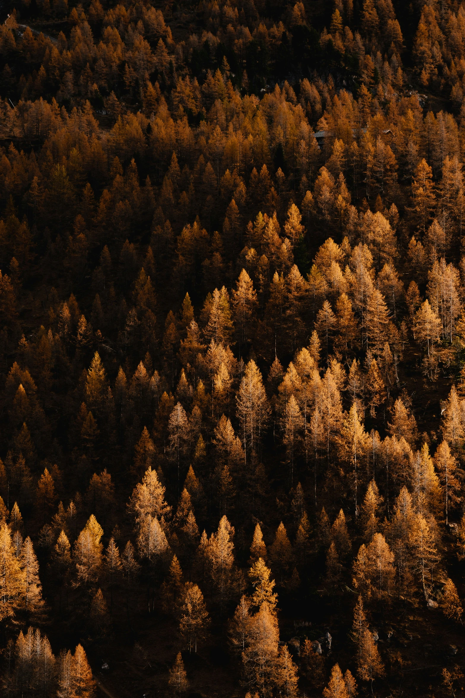 the tops of several trees in autumn