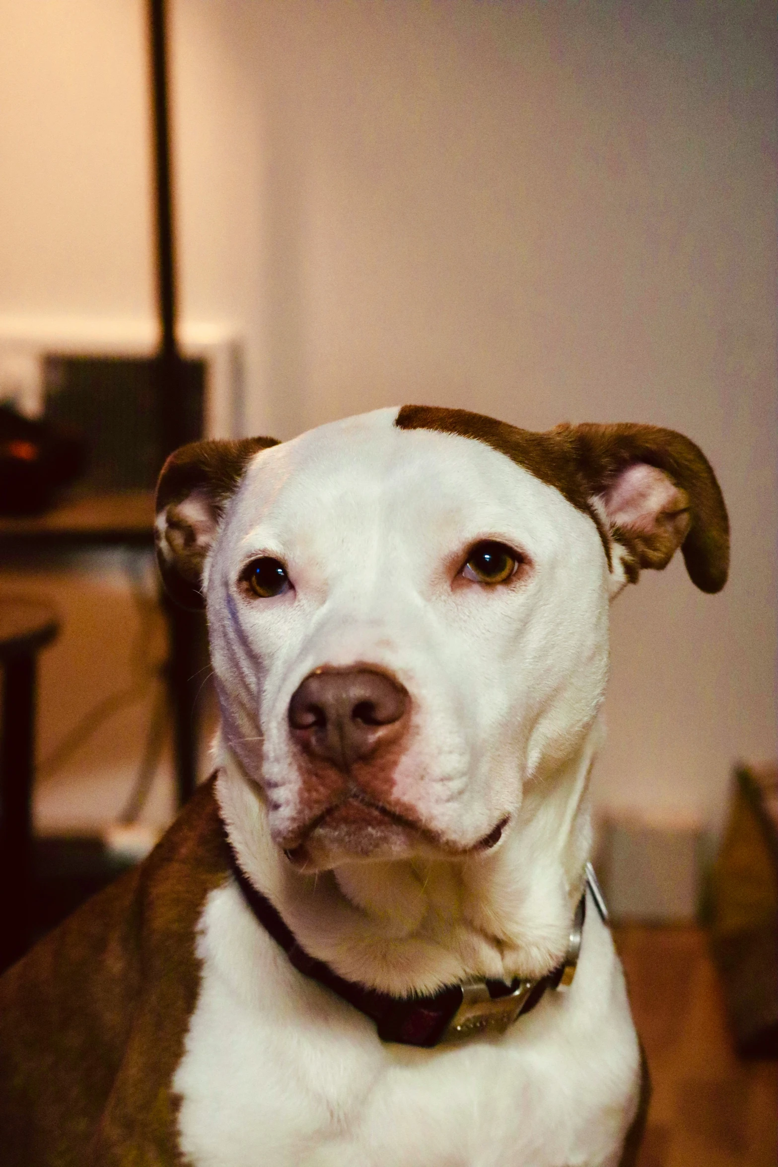 the large white dog is looking at the camera