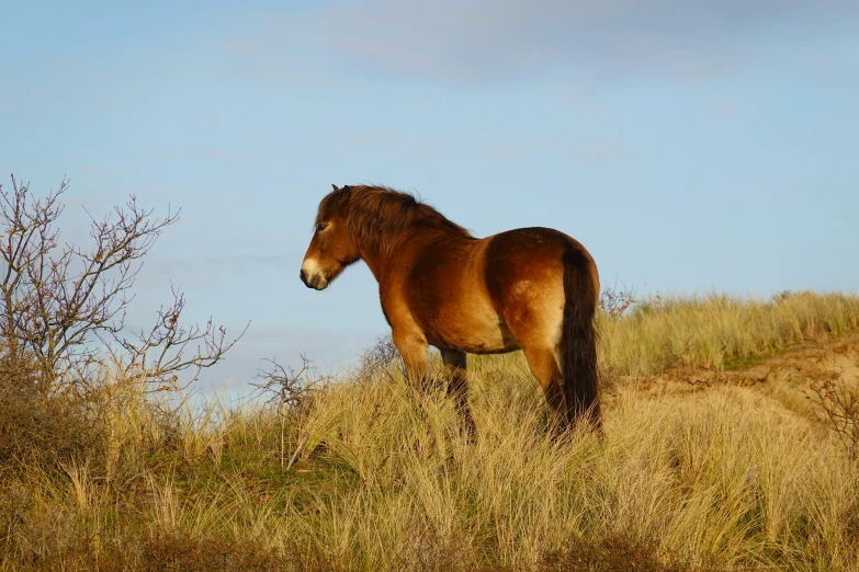 an image of a pony standing in the wild