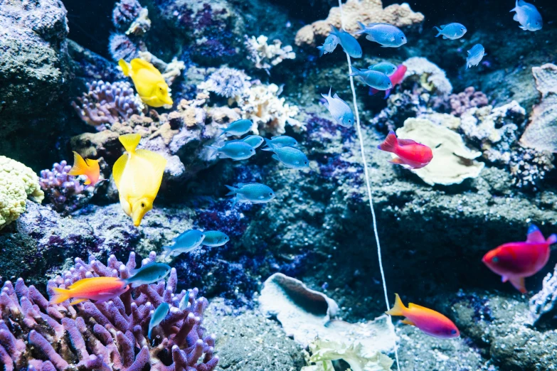 colorful underwater scene with lots of fishes