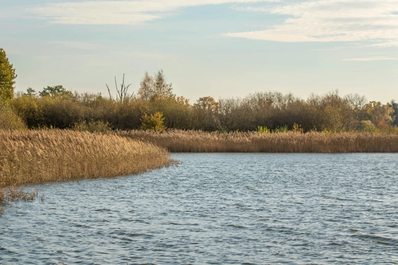 a body of water surrounded by grass and trees