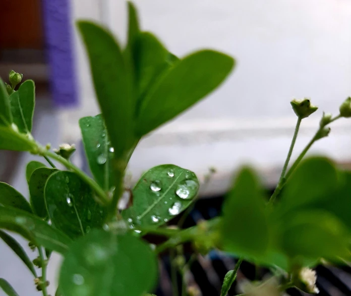 some green plants with water droplets on them