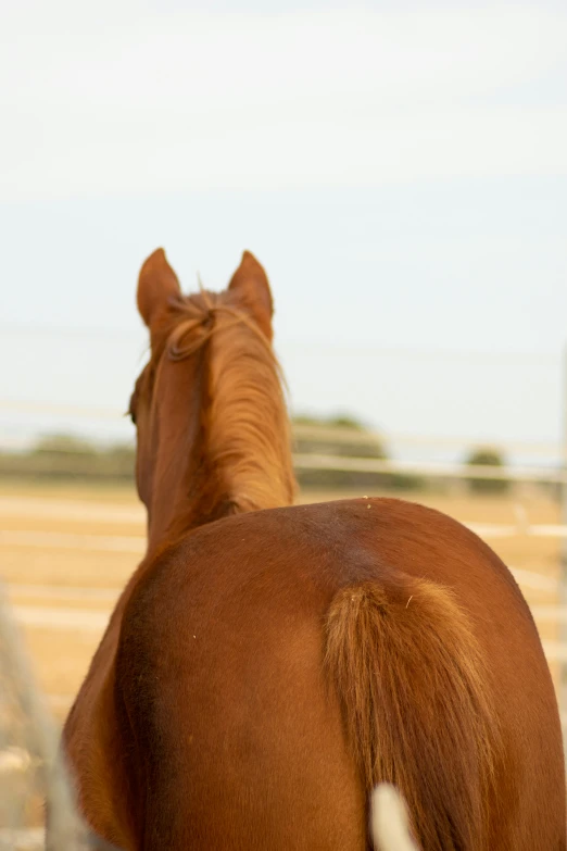 two horses with their ears out while in a fence