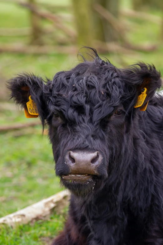 a black cow standing on top of a grass covered field
