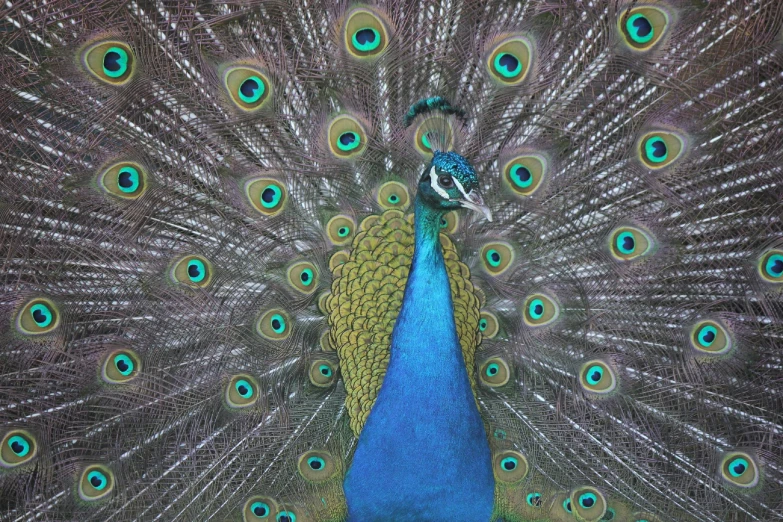 a very beautiful peacock with large feathers and some green