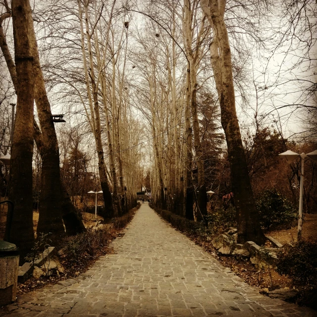 a road in the middle of a park lined with trees