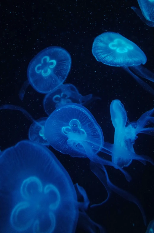 some blue jellyfish are swimming around in the water