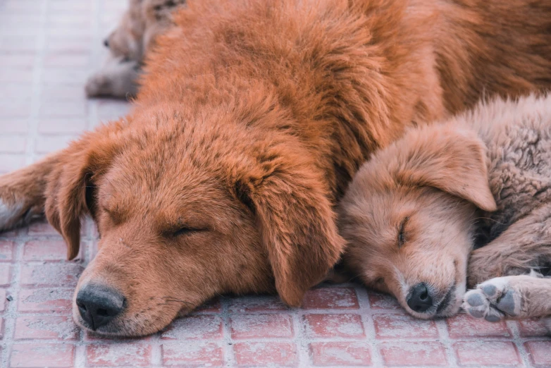 a brown dog is sleeping next to a sleeping cat