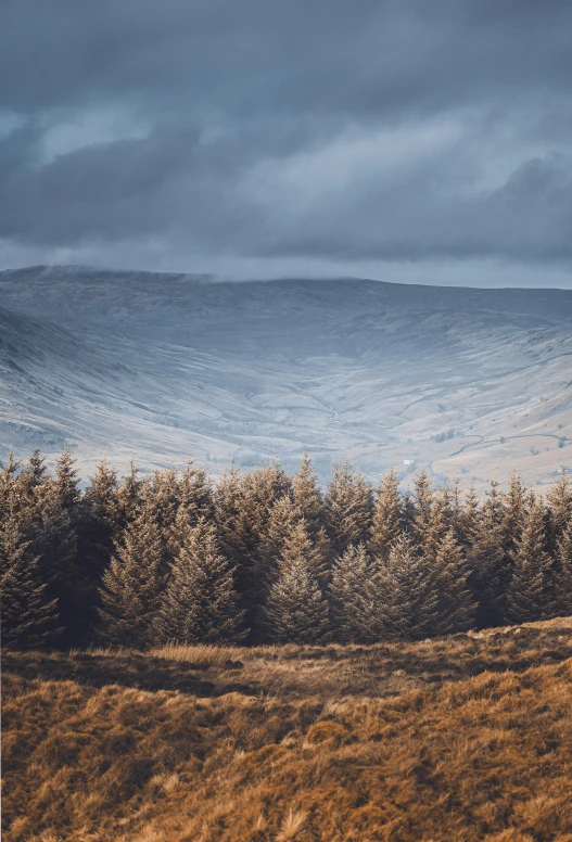 the trees are at the top of this hill