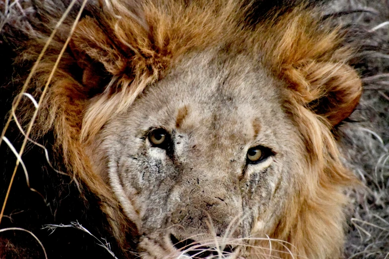 a large adult lion with a long mane