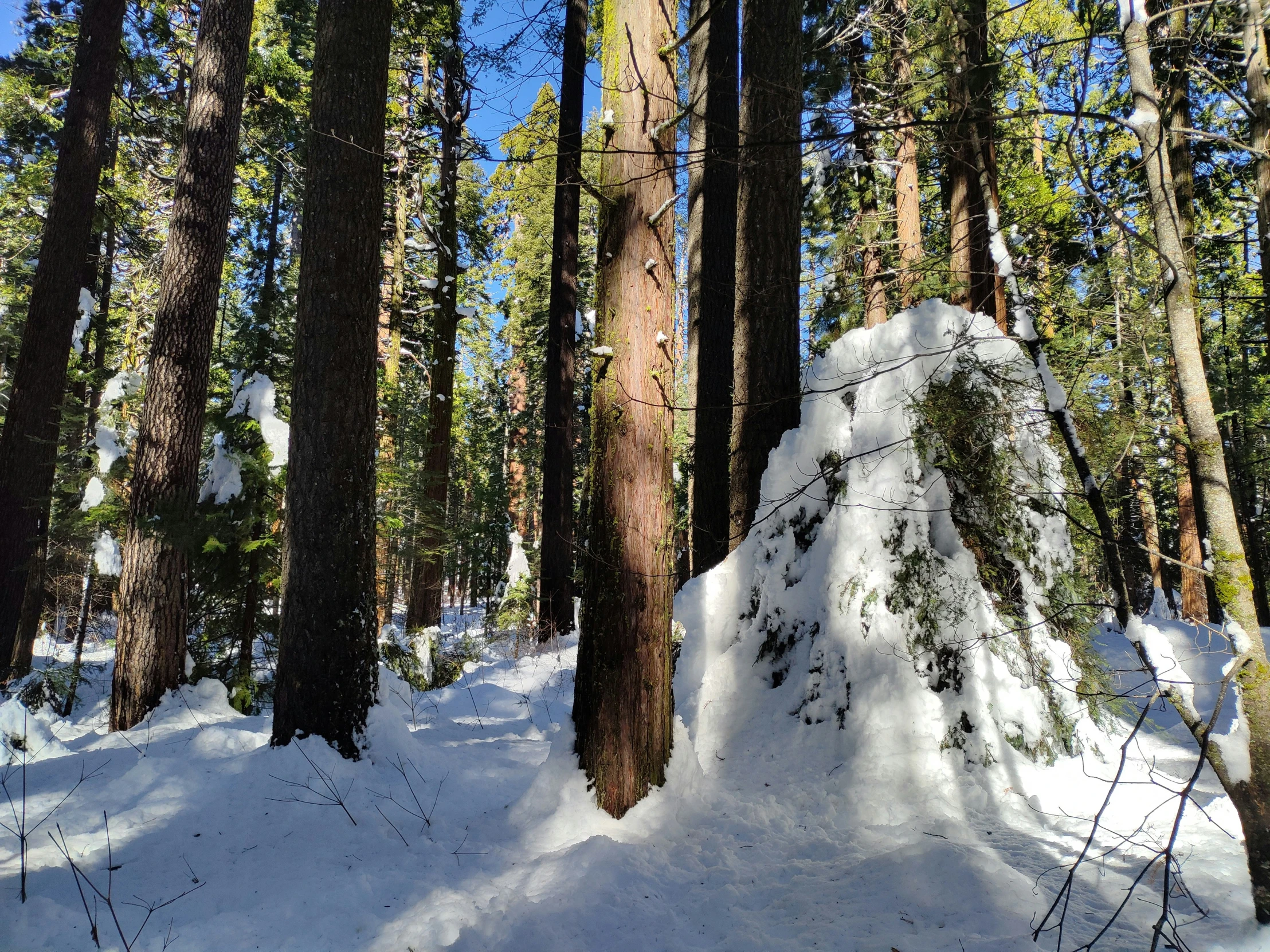 snow covers the ground below pine trees