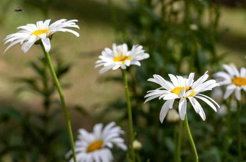 a bunch of white daisies with yellow centers