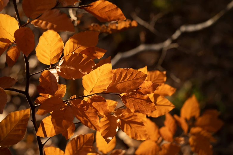 a tree nch with some leaves on it