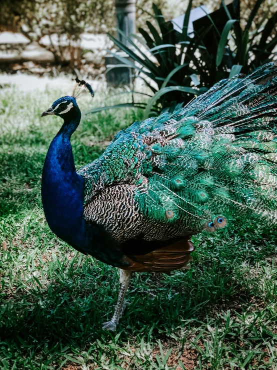 a blue and green peacock standing on top of grass