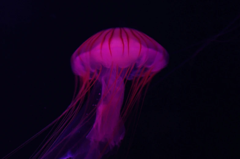 a single purple jellyfish floating in the water