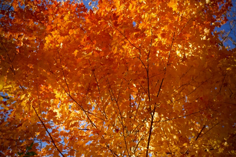 an orange tree, surrounded by blue sky