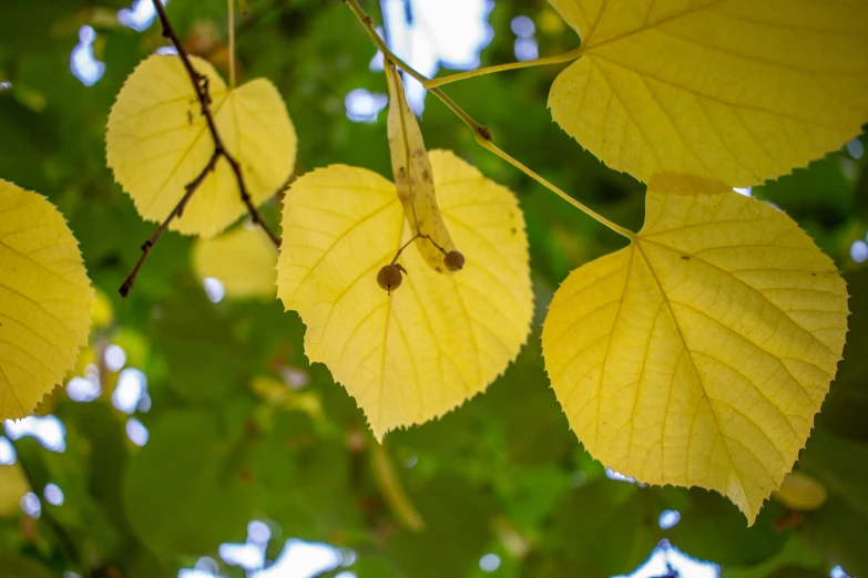 leaves are hanging from the nches in the daytime