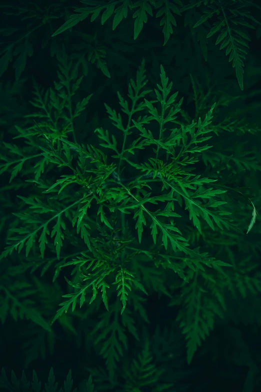 a dark green plant with many leaves on it