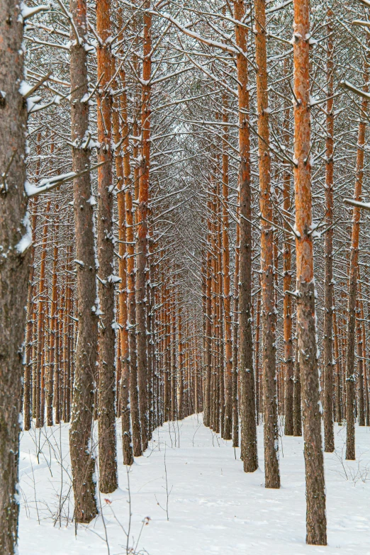 trees in a snowy pine forest in winter