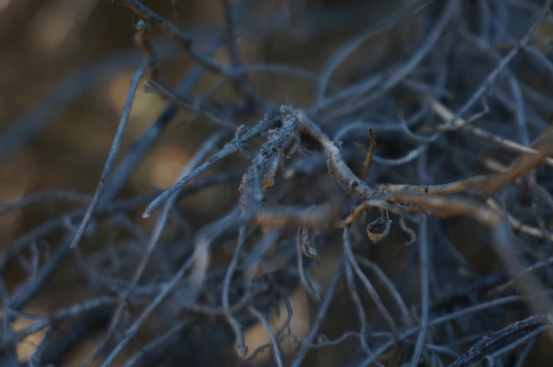 the nches of a tree with frosting and no leaves