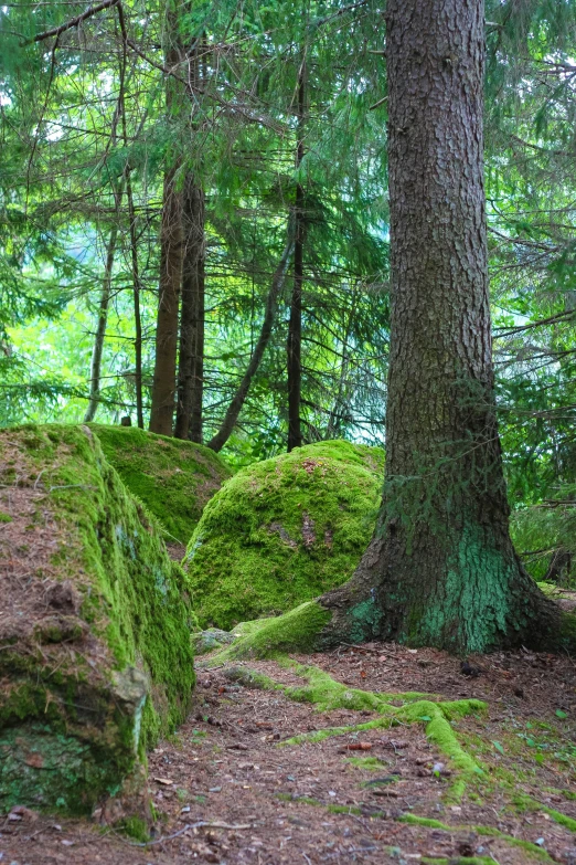 a large tree sitting in the middle of a forest