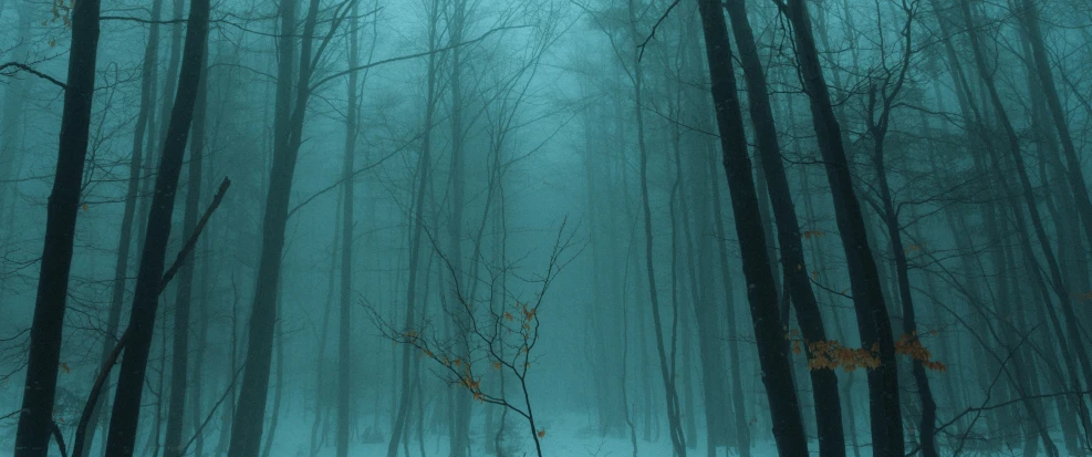 foggy winter scene with trees and leaves on the ground